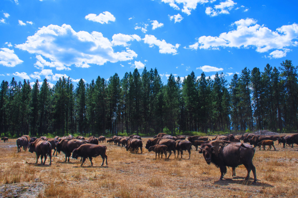 Native American Rural Development Tribal Departments of Agriculture - Native American Agriculture Fund